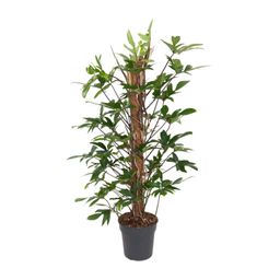 Philodendron Pedatum (12111)
