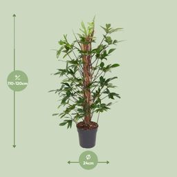 Philodendron Pedatum (12111)