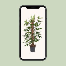 Philodendron Pedatum (12111)
