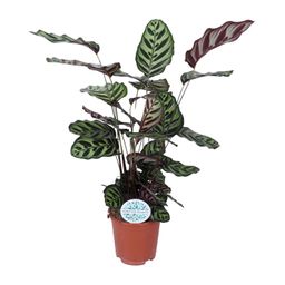 Calathea Makoyana (15891)