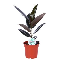 Ficus Elastica Abidjan (15819)