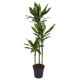 Dracaena Cintho - 160 cm - ø24 (8721055692232)