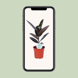 Ficus Elastica Abidjan (15819)
