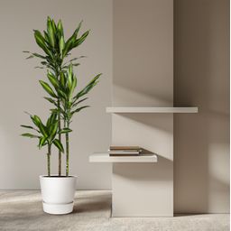 Dracaena Cintho - 160 cm - ø24 (8721055692232)