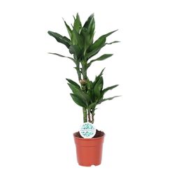 Dracaena Janet Lind (15995)