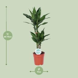 Dracaena Janet Lind (15995)