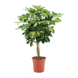 Schefflera Arboricola Gold Capella (20649)
