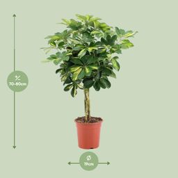 Schefflera Arboricola Gold Capella (20649)
