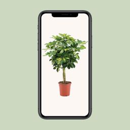 Schefflera Arboricola Gold Capella (20649)