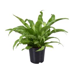 Asplenium Antiquum (9725)