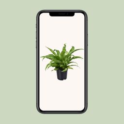 Asplenium Antiquum (9725)