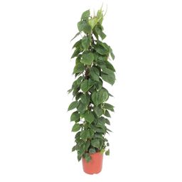 Philodendron Scandens gaasrek - 150 cm - ø27 (8721055691235)