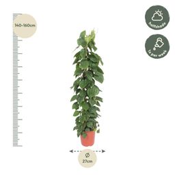 Philodendron Scandens gaasrek - 150 cm - ø27 (8721055691235)