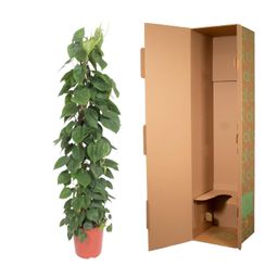Philodendron Scandens gaasrek - 150 cm - ø27 (8721055691235)