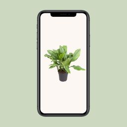 Aglaonema B.J, Freedman (12155)