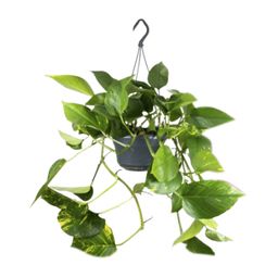 Epipremnum Aureum (8720634284462)