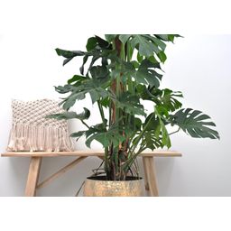 Monstera Deliciosa XXL - 150cm - ⌀27 (8721055693659)