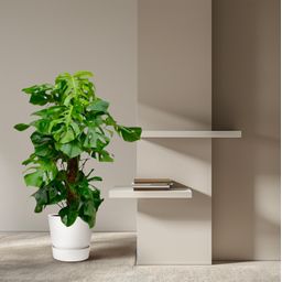 Monstera Deliciosa XXL - 150cm - ⌀27 (8721055693659)