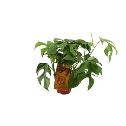 Monstera Minima (12904)