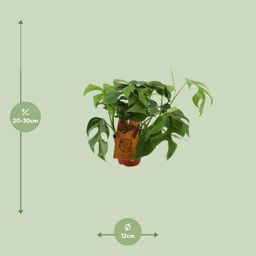 Monstera Minima (12904)