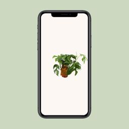 Monstera Minima (12904)