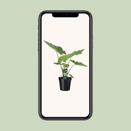 Alocasia Macrorrhiza (8720634289238)