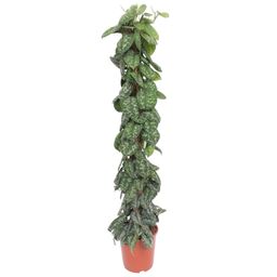 Scindapsus Pictus Trebie mosstok - 160 cm - ø30 (8721055691655)