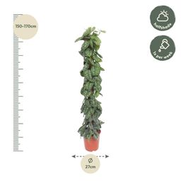 Scindapsus Pictus Trebie mosstok - 160 cm - ø30 (8721055691655)