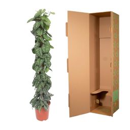 Scindapsus Pictus Trebie mosstok - 160 cm - ø30 (8721055691655)