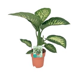 Dieffenbachia Seguine Tropic Snow (8647)