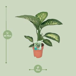 Dieffenbachia Seguine Tropic Snow (8647)
