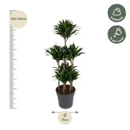 Dracaena Compacta Carrousel - 130 cm - ø31 (8721055692300)