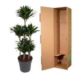 Dracaena Compacta Carrousel - 130 cm - ø31 (8721055692300)