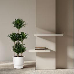 Dracaena Compacta Carrousel - 130 cm - ø31 (8721055692300)