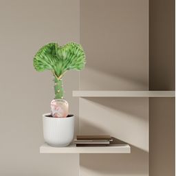 Euphorbia lactea Cristata groen - 35 cm - ø12 (8721081685031)