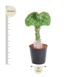 Euphorbia lactea Cristata groen - 35 cm - ø12 (8721081685031)
