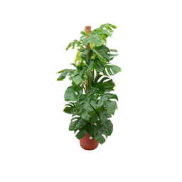 Combi deal - Monstera Pertusum XL inclusief elho Jazz Round rood Ø26 - 150 cm (8721055698371)