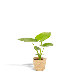 Alocasia Macrorrhiza - Mand Selin (8720634289566)