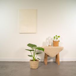 Alocasia Macrorrhiza - Mand Selin (8720634289566)