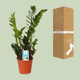 Zamioculcas Zamiifolia (15987)