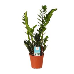 Zamioculcas Zamiifolia (15987)