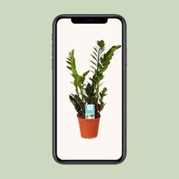 Zamioculcas Zamiifolia (15987)