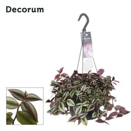 Tradescantia Zebrina Purpusii (12422)