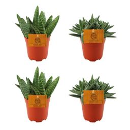 2x Aloe Paradisicum + 2x Crassula Tenelli - 4 stuks - Ø10.5cm (22695)