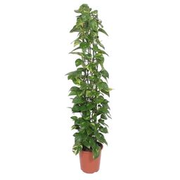 Epipremnum Aureum gaasrek - 160 cm - ø27 (8721055690542)
