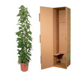 Epipremnum Aureum gaasrek - 160 cm - ø27 (8721055690542)