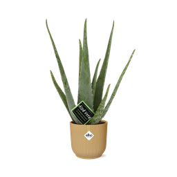 Aloe Vera 12cm in ELHO Vibes Fold 14cm geel (21674)