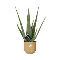 Aloe Vera 12cm in ELHO Vibes Fold 14cm geel (21674)