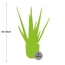 Aloe Vera 12cm in ELHO Vibes Fold 14cm geel (21674)