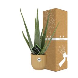 Aloe Vera 12cm in ELHO Vibes Fold 14cm geel (21674)